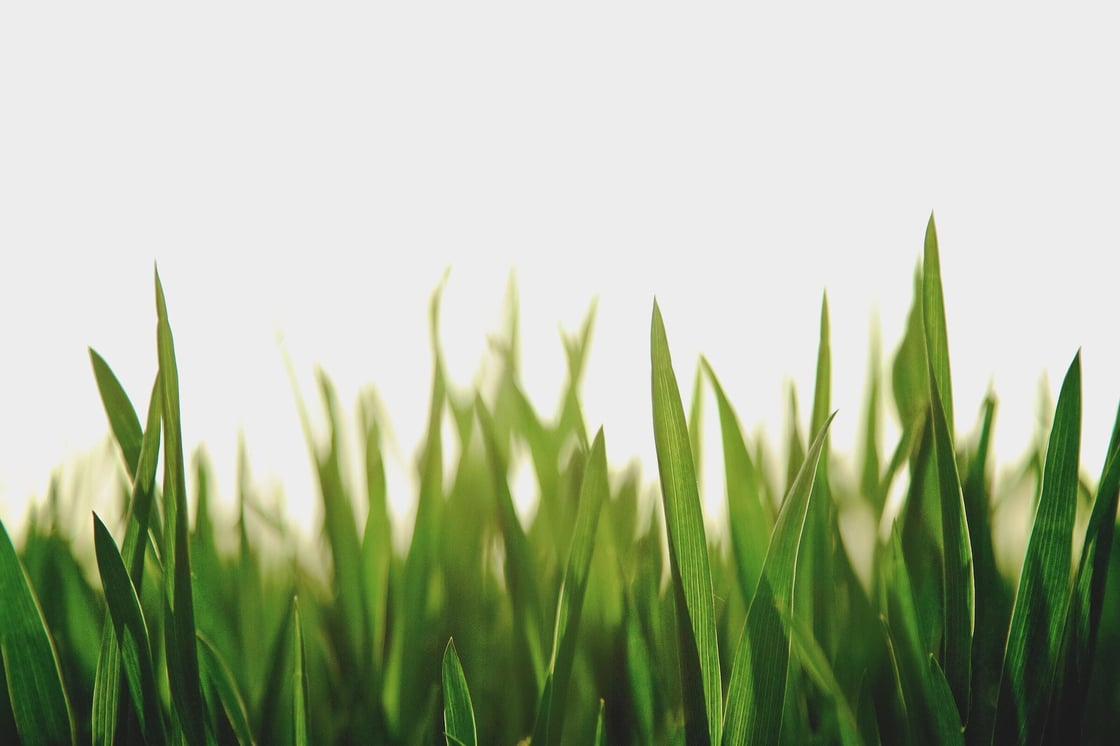 Grasslands_chang-qing-8oPubUm97Cc-unsplash (1)