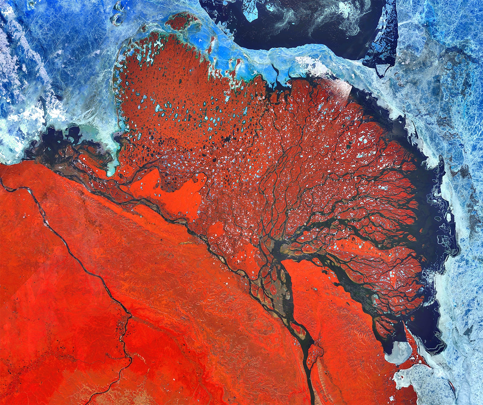 PROBA-V 100 m image of the Lena Delta, Russia